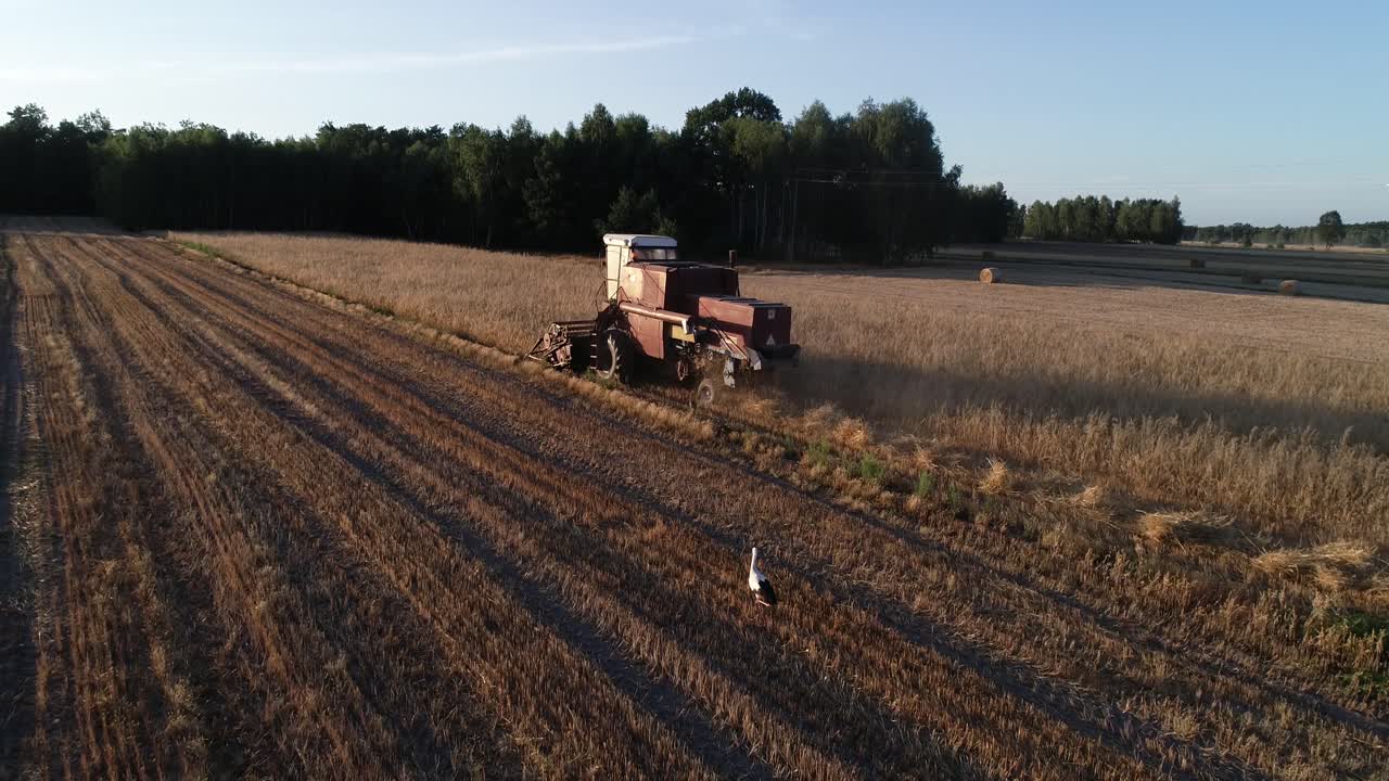 일몰 황금시간 동안 밭에서 일하는 트랙터 수확 적색 기계의 공중 전망, 그리드 개념에서 벗어난 농장 토지