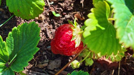 macro shot of a vivid red strawberry with green leaves and soil beneath, captured in natural light.