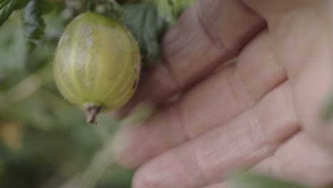 picking gooseberries from a bush