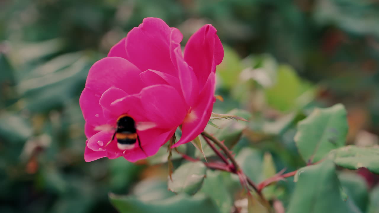 Close up seekor bumblebee di setangkai mawar merah muda dengan tetesan air di sebuah taman