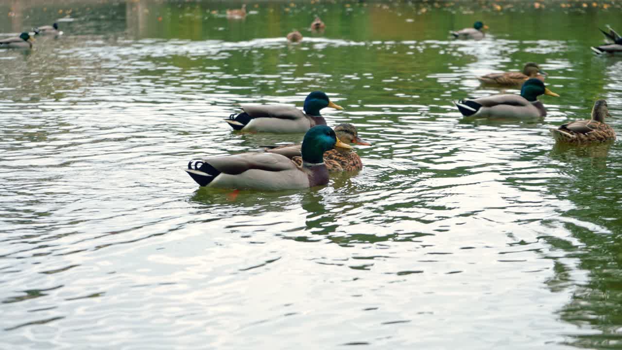 Ducks swimming in the garden pond