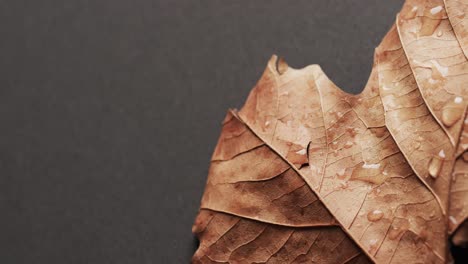 micro video of close up of autumn leaves and water drops with copy space