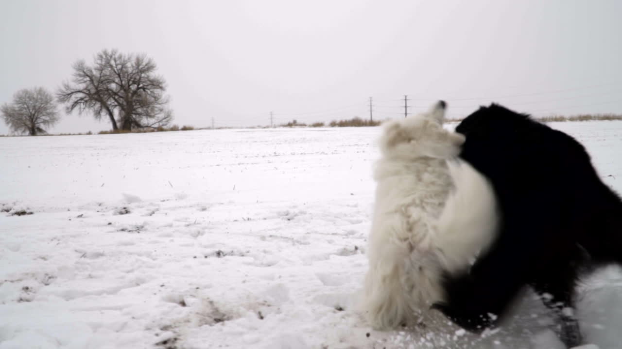 perro negro atacando juguetonamente al perro blanco en la nieve, cámara lenta