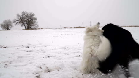 black dog playfully attacking white dog in the snow, slow motion