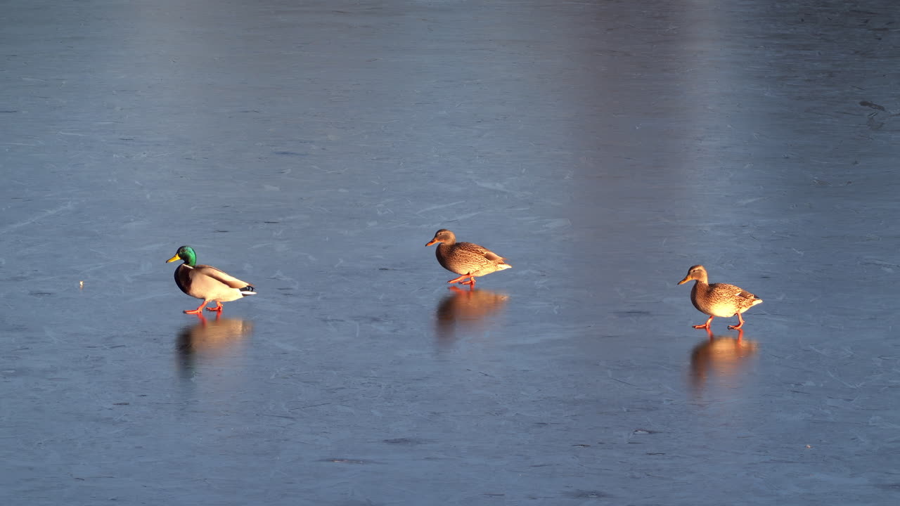 Close up of multiple ducks moving on a frozen lake