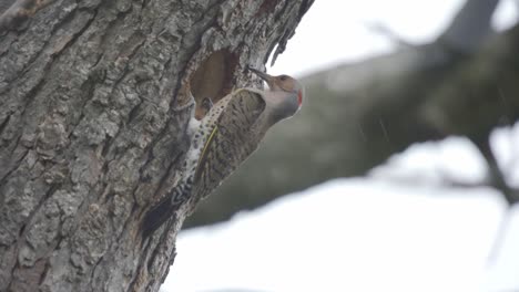 Closeup Shot Of A Northern Flicker Exiting A Tree Cavity Nest During A Snow Storm