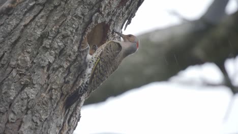 closeup shot of a northern flicker exiting a tree cavity nest during a snow storm