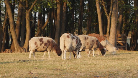 sheep grazing in a meadow