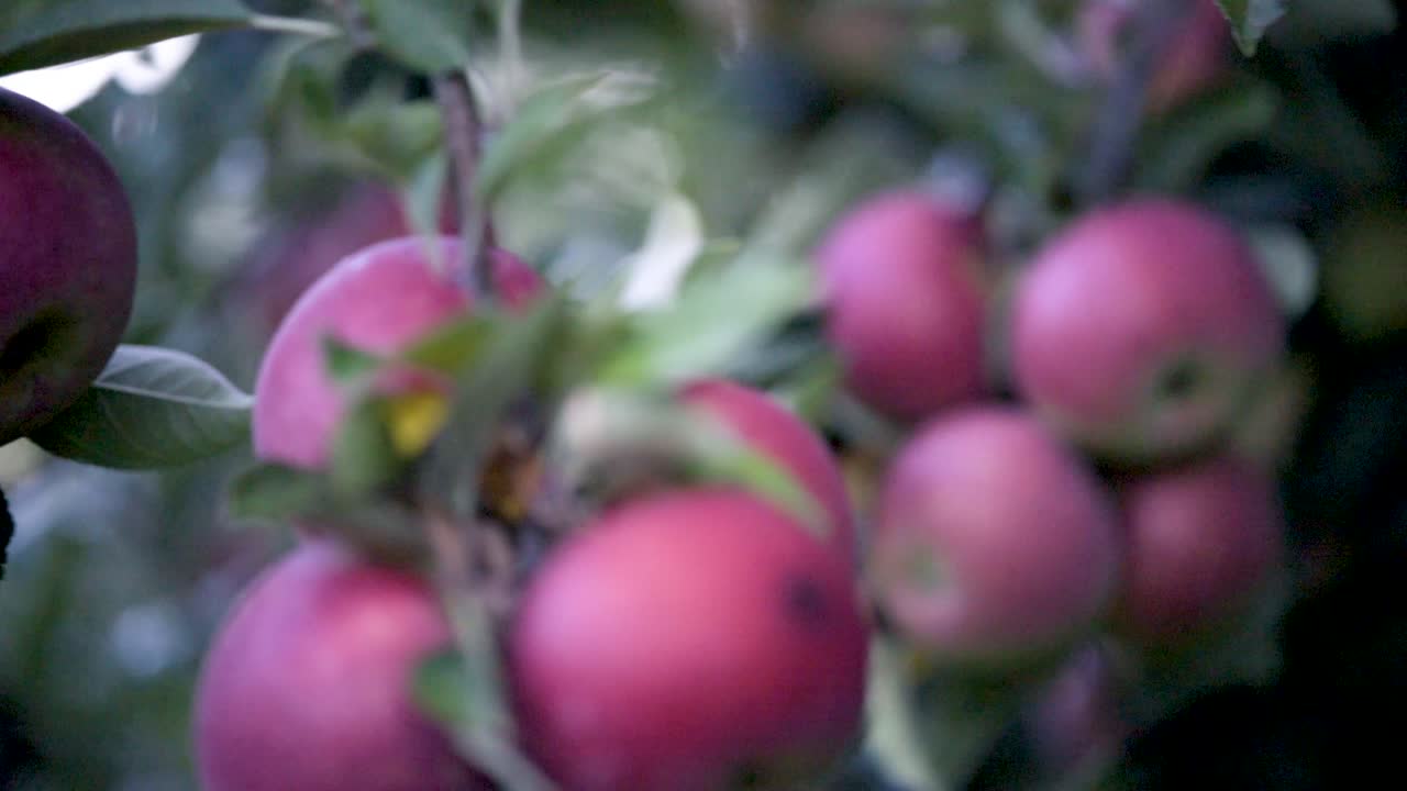 Ripe Red Apples on a Tree