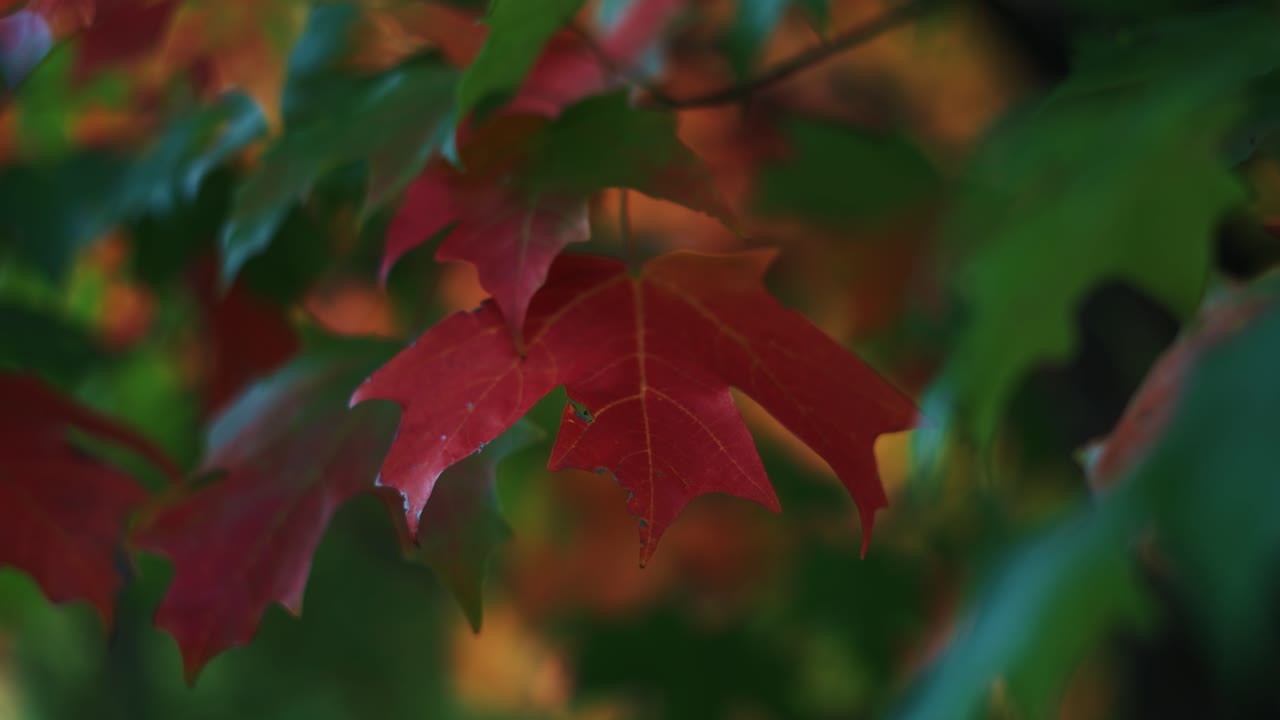 Maple tree autumn leaves