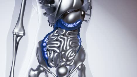 modelo de colon humano con todos los órganos