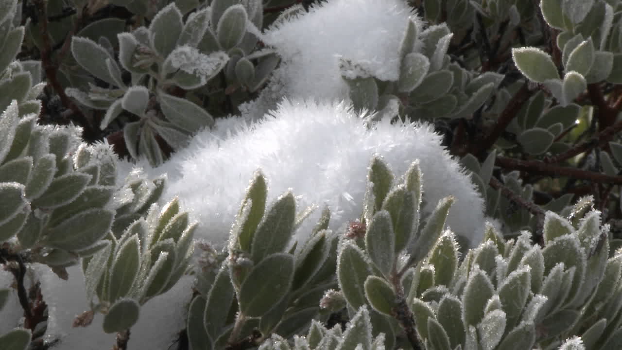 acérquese a la nieve y la escarcha en un árbol de manzanita en el bosque nacional los padres sobre ojai california