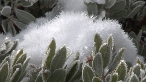 zoom in on snow and frost on a manzanita tree in los padres national forest above ojai california