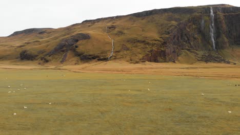 sheep grazing freely in pasture below drifandi waterfall in iceland