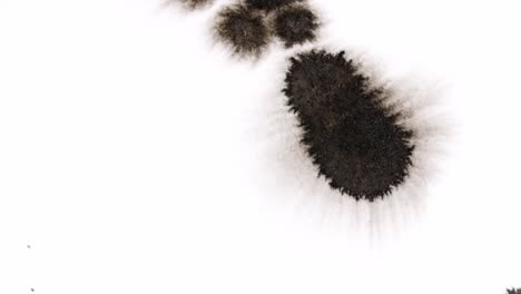 black ink drops on white background