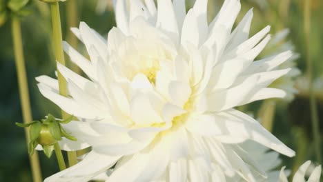 Flor-De-Dalia-Blanca-En-El-Jardín-A-La-Luz-Del-Sol