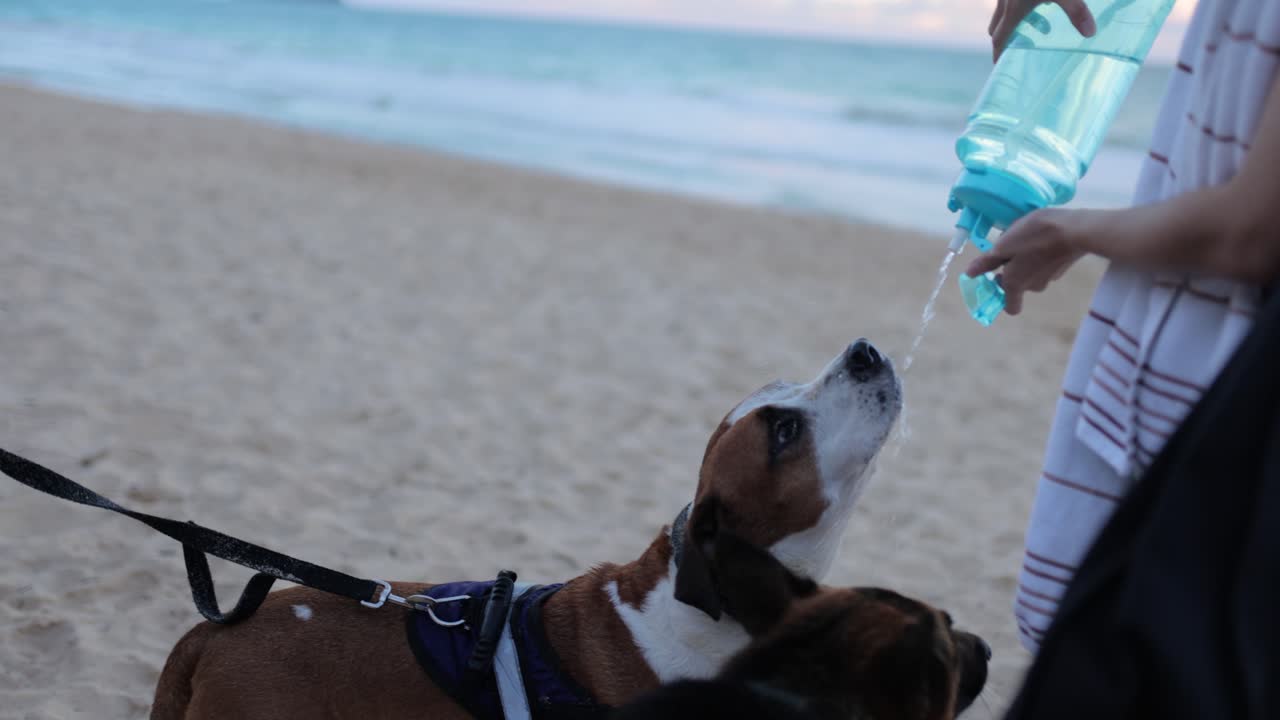 Two dogs at the beach drinking from a water bottle