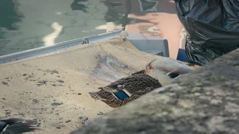 patos mallardos en el barco de venecia