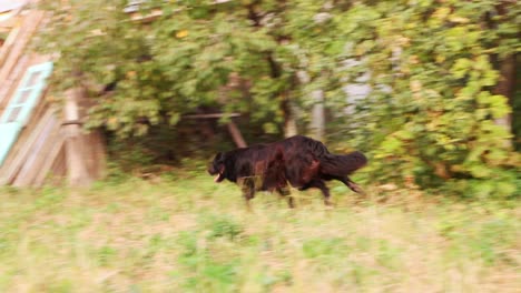 un collie de borde negro corriendo por el patio trasero en un día soleado