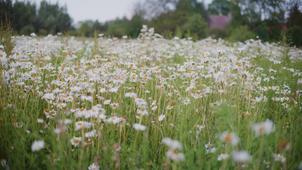 Field of blooming daisies in a blooming field of flowers.