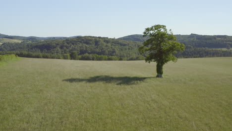 lonely tree in a field