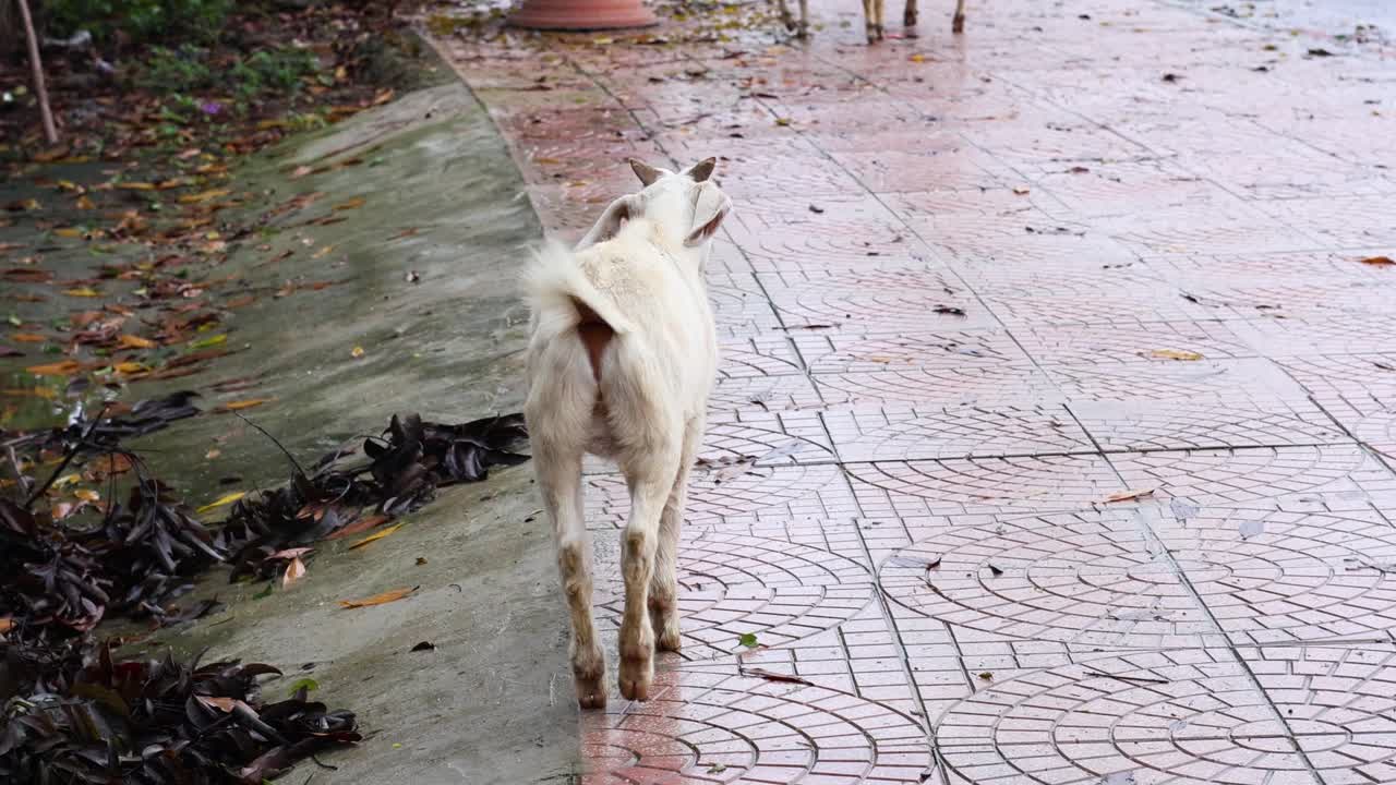 una cabra camina por una calle de ladrillo después de la lluvia.