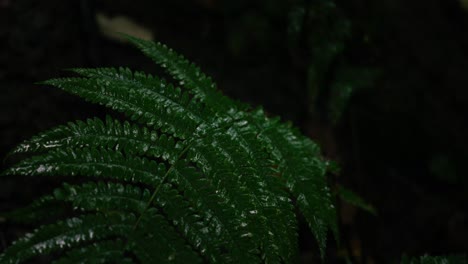 close-up of a lush green fern in a dark forest