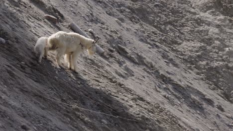 mountain goats on side of hill in jasper national park