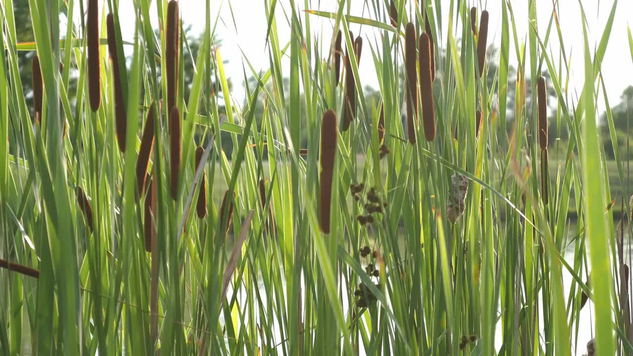 在湖邊梳理雜草