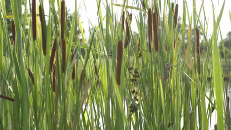 combing through the weeds by the lake