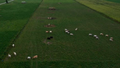 Luftaufnahme-Von-Oben-Nach-Unten-Von-Kühen-Auf-üppig-Grünem-Grasfeld