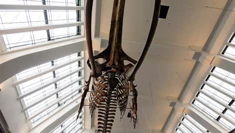 esqueleto de ballena expuesto en el gran salón del museo