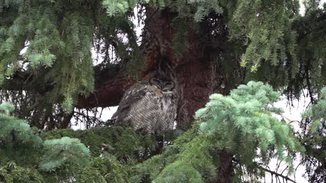 close shot of a beautiful great horned owl under the branches of a spruce tree