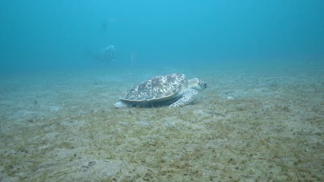 Echte-Karettschildkröte-Ernährt-Sich-In-Seichten-Gewässern