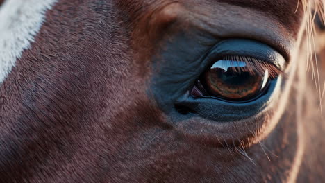 close-up of a horse's eye