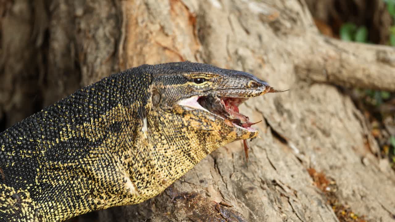 Primo piano di profilo di un varano d'acqua che ingoia un pesce con luce naturale.
