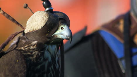 Natures-beautiful-killing-machine,-large-bird-of-prey,-perching-on-leather-glove