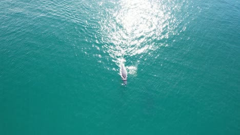 Humpback Whale Diving in the Turquoise Waters of Cabarita Beach, Tweed Shire, Bogangar, Northern Rivers, New South Wales, Australia Aerial Pan Shot