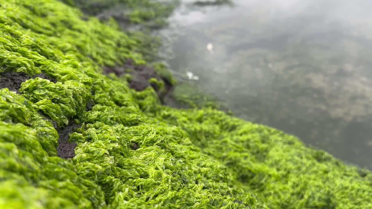 Seaweed and moss growing on the side of a tidepool in Oregon, USA