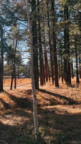 forest scene with sunlight and meadow