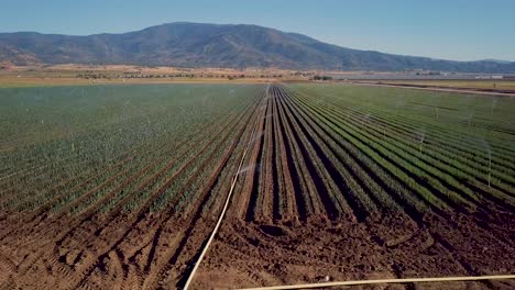 Bandeja-Aérea,-Sistema-De-Rociadores-Que-Riegan-Hileras-De-Cultivos-En-Una-Gran-Granja-De-California