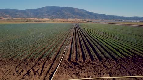 bandeja aérea, sistema de rociadores que riegan hileras de cultivos en una gran granja de california