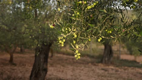 olive branch with olives ready for harvesting extra virgin olive oil