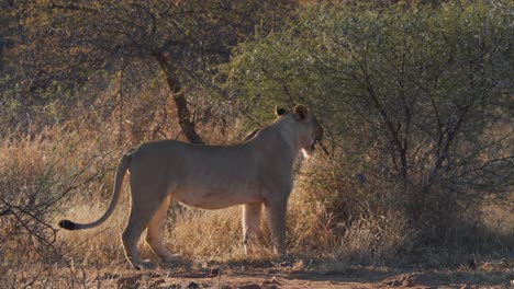 Lioness-sniffing-air-in-savannah-bush,-picking-up-strange-scent