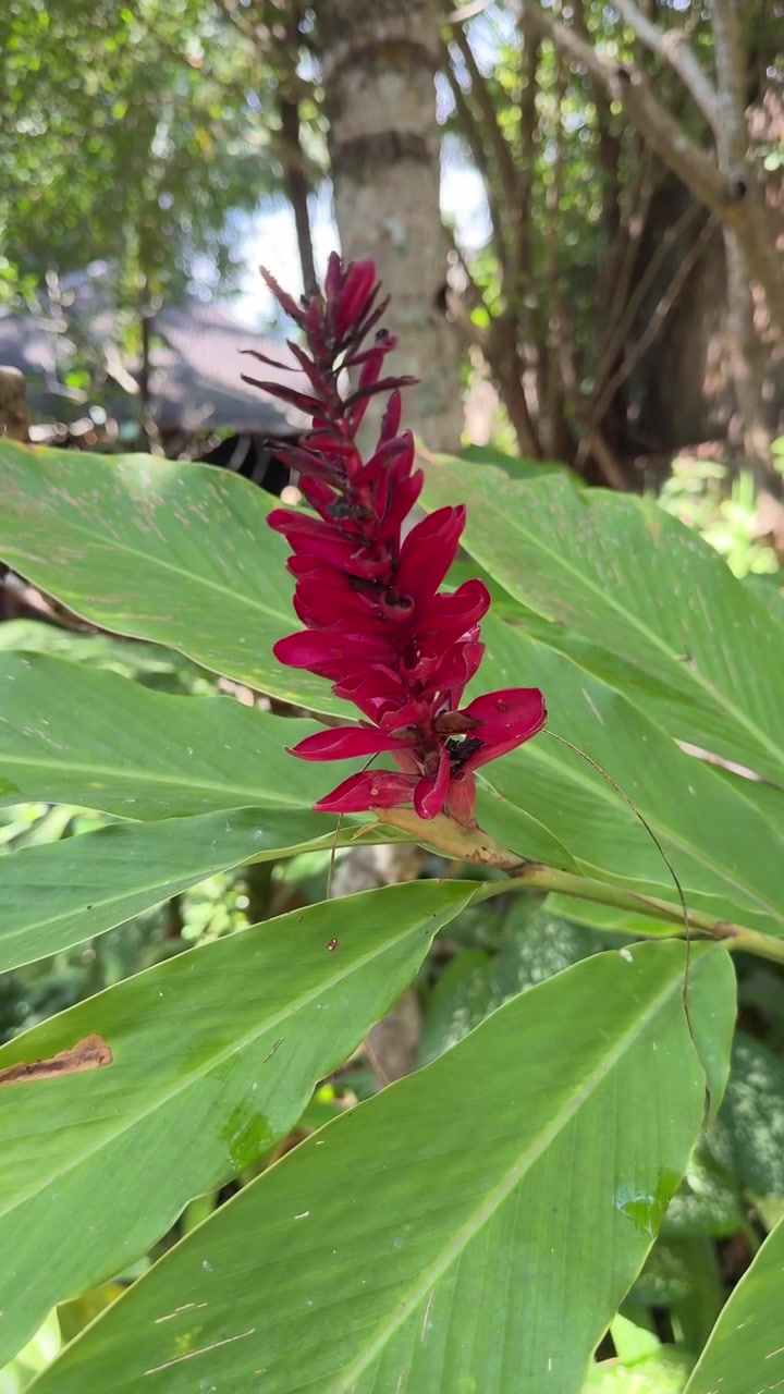 Fiore di zenzero rosso in fiore in un giardino tropicale