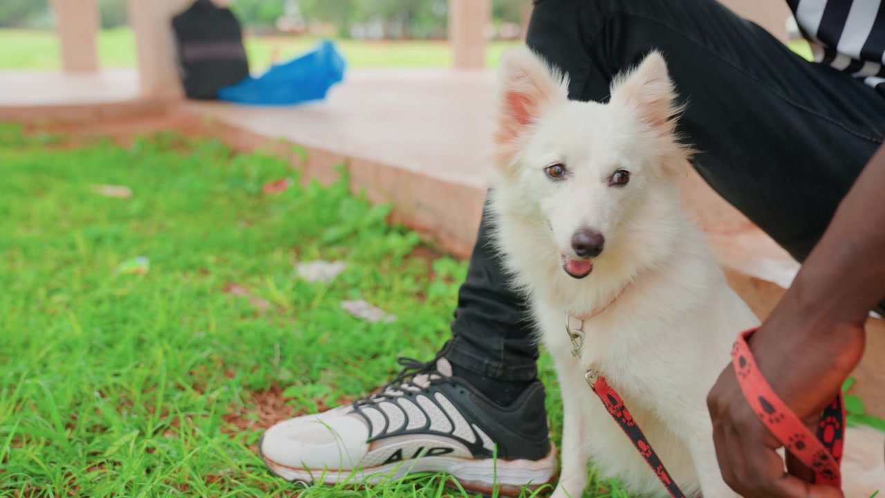 White dog sitting beside owner on green grass near park bench, closeup of fluffy fur and attentive gaze, owner hand holding red leash, casual sneaker visible, peaceful relaxed companionship