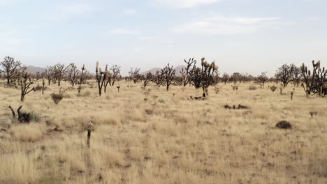 joshua tree forest with yellow grassland and rugged terrain in mojave desert, california, usa