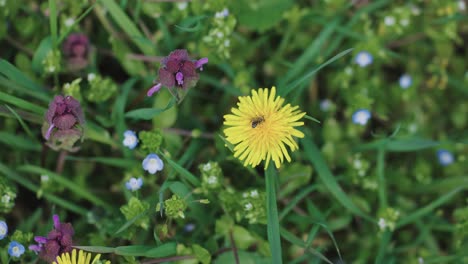 單一的 dandelion 花在靠近地面燒掉,慢慢地<unk>下射擊