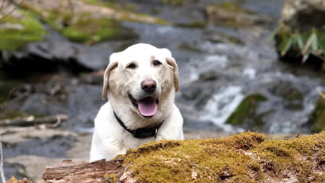 smiling white lab poses with water flowing in slow motion in background