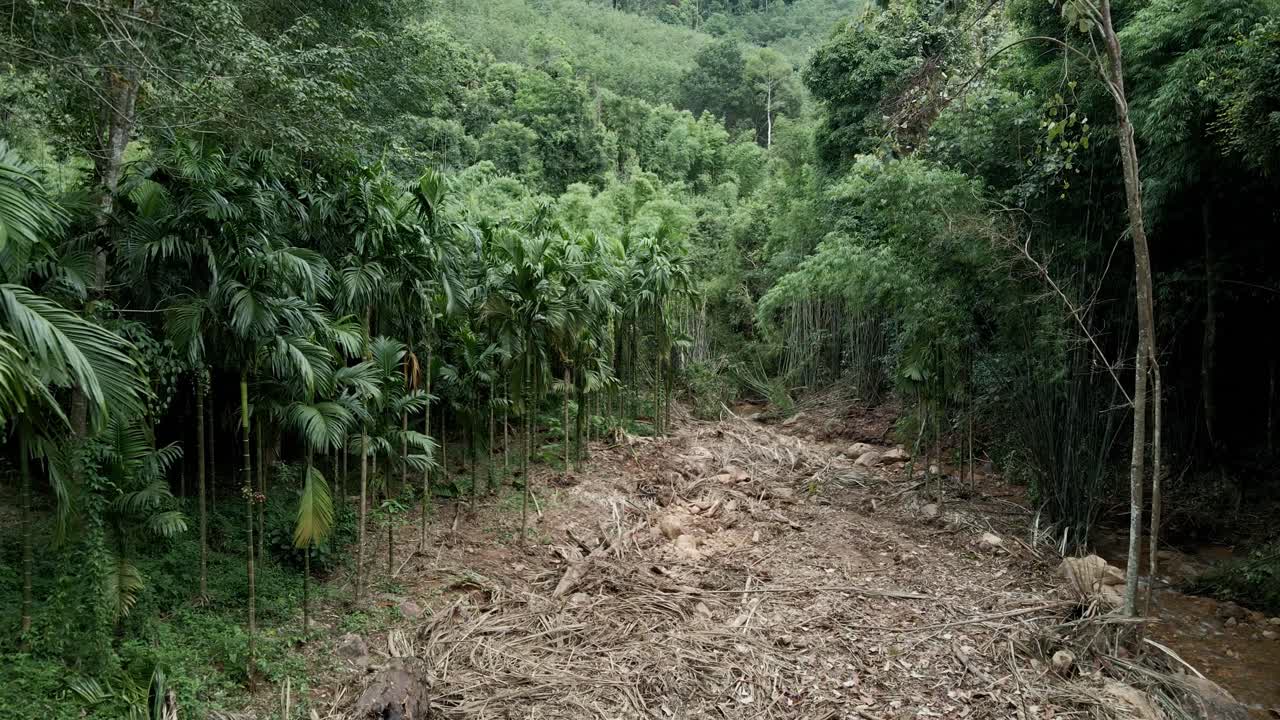 dron aéreo de dolly de avance lento de un desmonte en un denso bosque de bambú en medio de una jungla